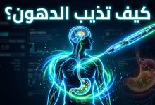 الآلية البيولوجية لعمل إبر التنحيف داخل الجسم البشري
