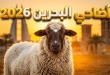 جدول أسعار الأضاحي في مملكة البحرين لعام 2026 الأغنام والعجول