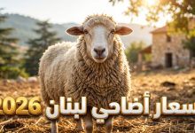 جدول توقعات أسعار الأضاحي في لبنان لعام 2026 بالدولار