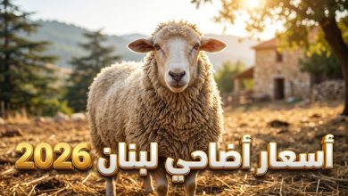 جدول توقعات أسعار الأضاحي في لبنان لعام 2026 بالدولار