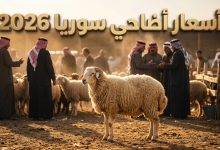 سوق المواشي في الحسكة سوريا وأسعار الأضاحي 2026