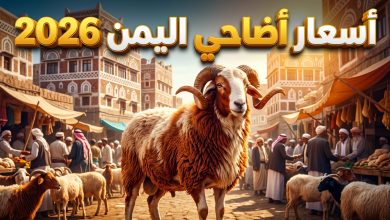 أسعار الأضاحي في اليمن لعام 2026 الكبش البلدي والمستورد